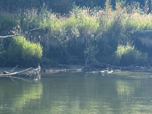 Common Merganser