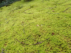 Racomitrium canescens