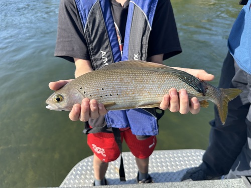 Arctic Grayling