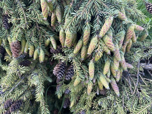 white spruce