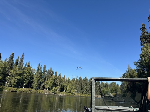 Bald Eagle