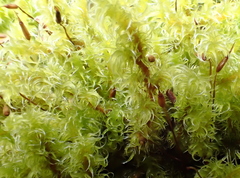 Racomitrium canescens