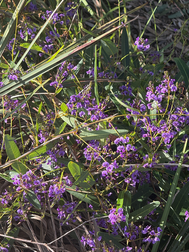 False Sarsaparilla
