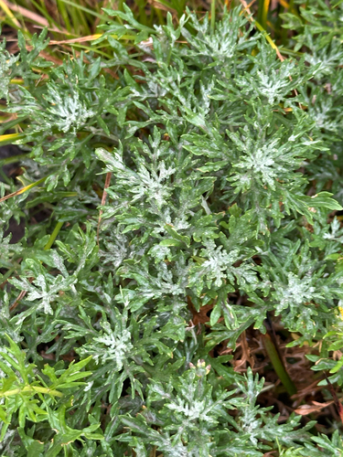 Artemisia michauxiana, photograph 1