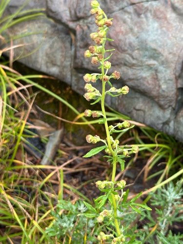 Artemisia michauxiana, photograph 2