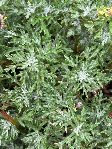 Artemisia michauxiana, photograph 3
