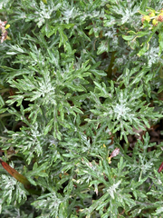 Artemisia michauxiana, photograph author not stated, no rights reserved