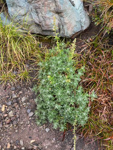 Artemisia michauxiana, photograph 4
