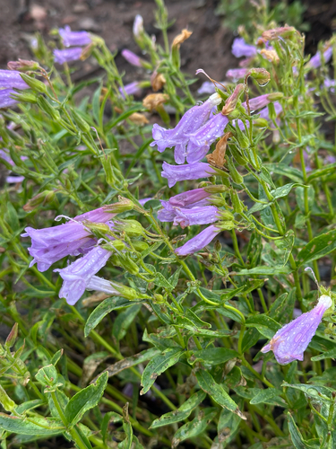 Penstemon ellipticus, photograph 1