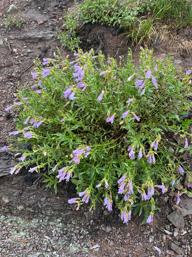 Penstemon ellipticus, photograph 2