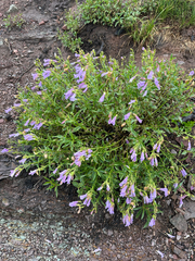 Penstemon ellipticus, photograph author not stated, no rights reserved
