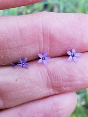 Allophyllum gilioides violaceum