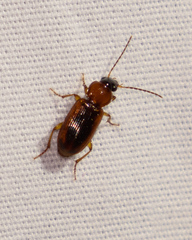 Stenolophus dissimilis
