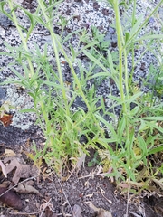 Allophyllum gilioides violaceum