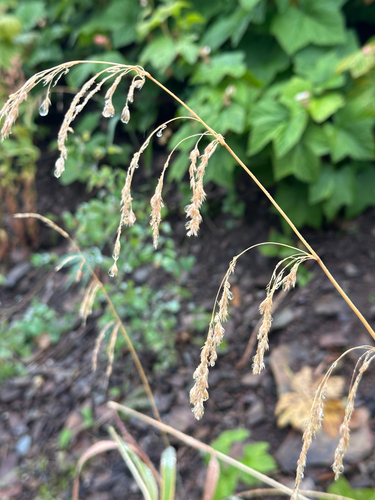 Cinna latifolia