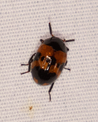 Diaperis nigronotata