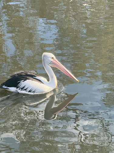 Australian Pelican