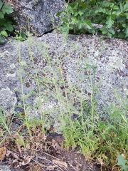 Allophyllum gilioides violaceum