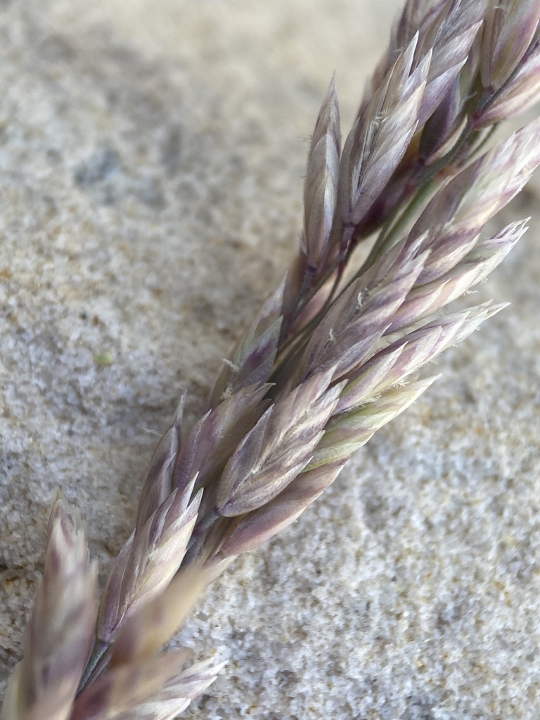 Muttongrass from Blue Diamond, NV, US on May 7, 2020 at 02:01 PM by ...