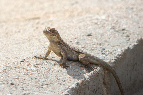 iNaturalist observation photo of Western Fence Lizard