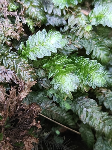 Mesochaete undulata observed 2026-08-15