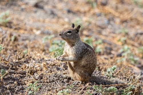 iNaturalist observation photo of California Ground Squirrel
