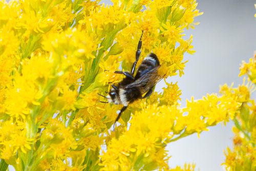iNaturalist observation photo of Yellow-faced Bumble Bee