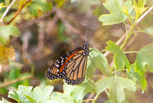 iNaturalist observation photo of Monarch