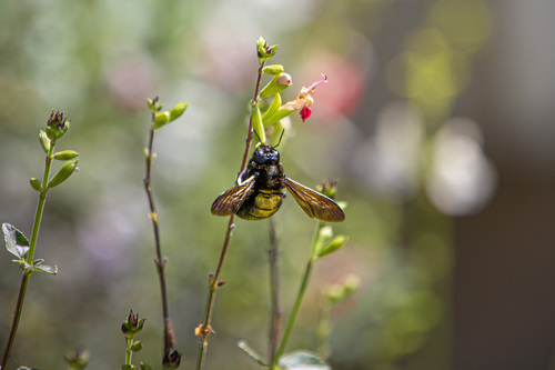 iNaturalist observation photo of Valley Carpenter Bee