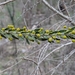 Acacia paradoxa