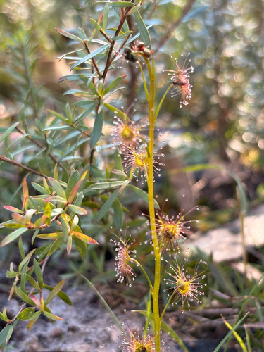Tall sundew