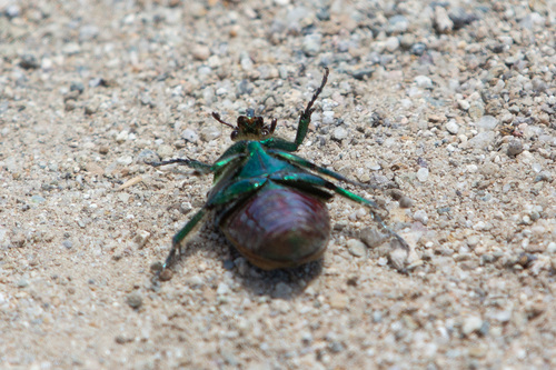 iNaturalist observation photo of Figeater Beetle