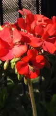 Apis mellifera