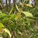Acacia melanoxylon