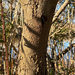 Acacia melanoxylon