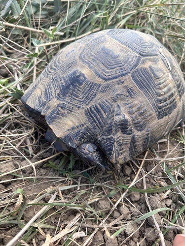 Greek Tortoise