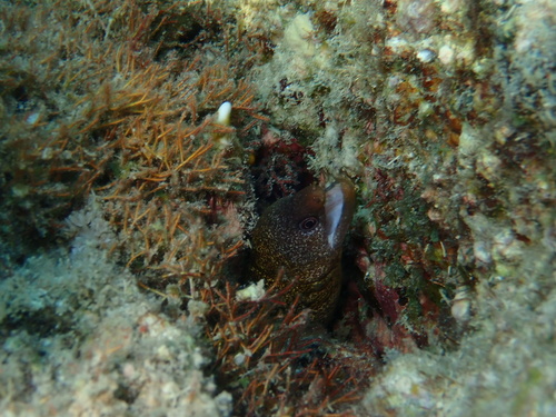 Gymnothorax buroensis observed 2026-08-14