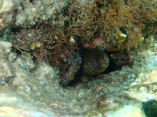 Buro moray (Gymnothorax buroensis) — Muraenidae — 5