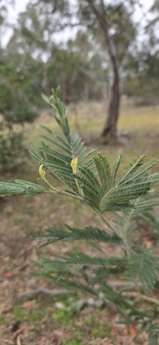 Acacia deanei observed 2026-08-14