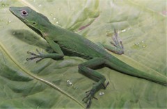 Anolis chloris