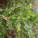 Acacia paradoxa