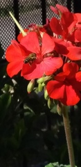 Apis mellifera