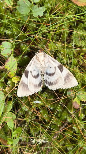 Blue Underwing
