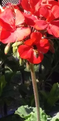 Apis mellifera
