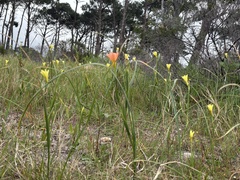 Moraea collina, photograph (c) Caroline Voget, some rights reserved (CC BY)