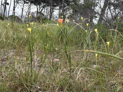Moraea collina, photograph 5