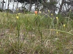 Moraea collina, photograph (c) Caroline Voget, some rights reserved (CC BY)