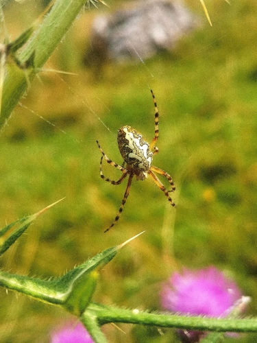 Oak Spider