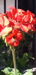 Apis mellifera