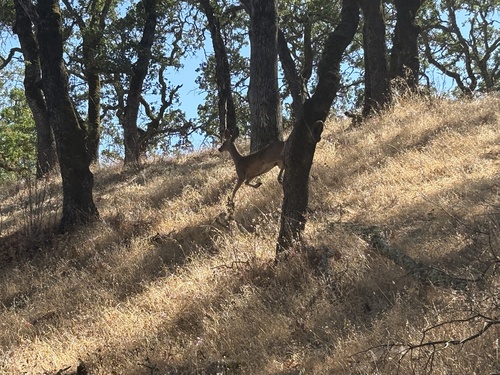 Mule Deer seen in Sonoma Valley